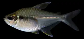 Moenkhausia melogramma