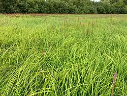 Een zomeraspect van de associatie van scherpe zegge