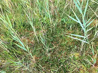 Herfstaspect van de associatie