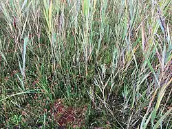 Een herfstaspect van de moerasheide