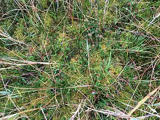 Vegetatieaspect van moerasheide