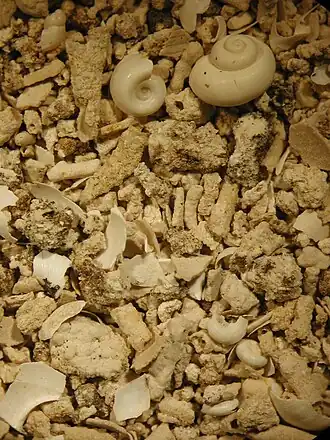 Spoelresidu van een monster uit de Midden Pleistocene moeraskalk van Maastricht-Belvédère; amorfe kalkpartikels, geïncrustreerde takjes van Characeae en land- en zoetwaterschelpjes (Valvata piscinalis, Valvata cristata, Planorbis carinatus, Lymnaea stagnalis en Trichia hispida