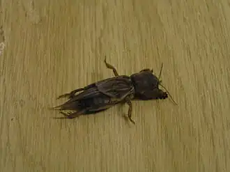 Gryllotalpa africana