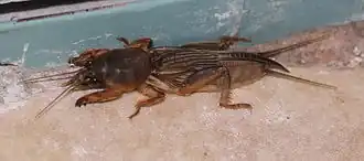 Gryllotalpa orientalis