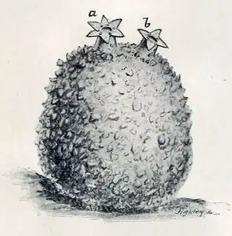 Molgula oculata