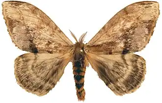 Molippa simillima