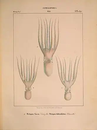 Pteroctopus tetracirrhus