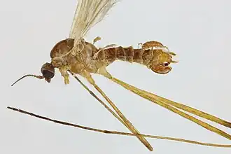 Molophilus (Molophilus) griseus