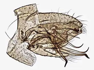 Molophilus (Molophilus) medius