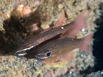 Ostorhinchus moluccensis