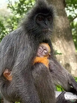 Trachypithecus selangorensis