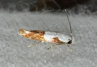 Mompha circumscriptella