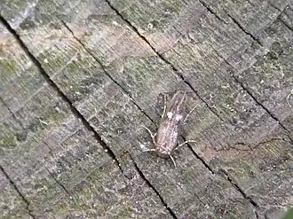 Zwarte heksenkruidmot