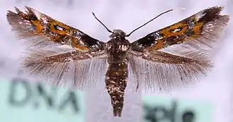 Kleine heksenkruidmot