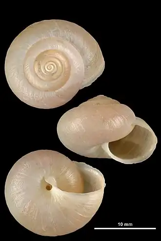 Monacha atacis