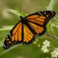 Danaus plexippus Monarchvlinder