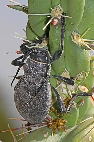 Moneilema armatum