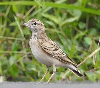 Chinese kortteenleeuwerik