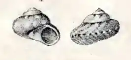 Monilea lifuana