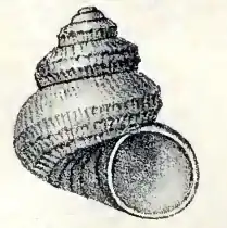 Monilea pantanellii