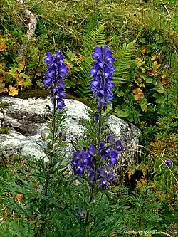 Aconitum napellus