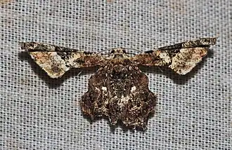 Monobolodes rectifascia