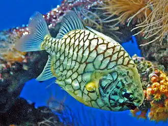 Australische denappelvis