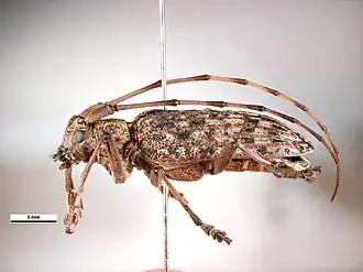 Monochamus alternatus belangrijkste verspreider in Japan.