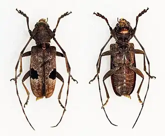 Monochamus bimaculatus