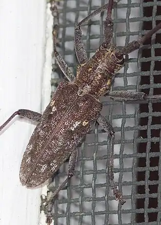 Monochamus carolinensis