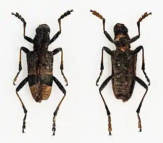 Monochamus latefasciatus