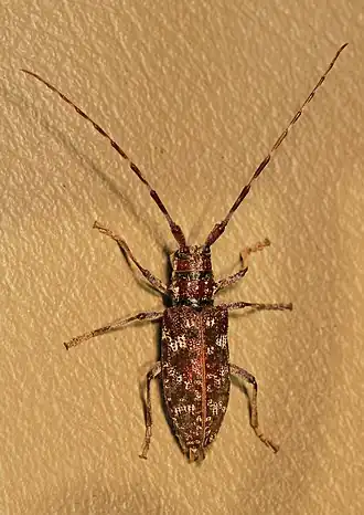Monochamus obtusus