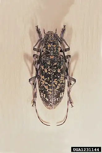 Monochamus saltuarius, de op twee na belangrijkste verspreider in Japan.