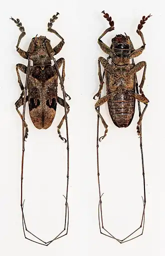 Monochamus spectabilis