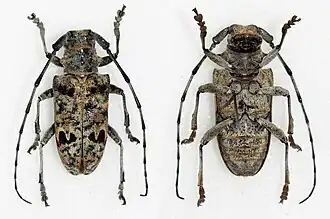 Monochamus tridentatus