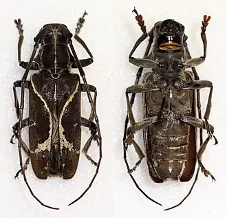 Monochamus x-fulvum