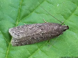 Witvlekboegsprietmot