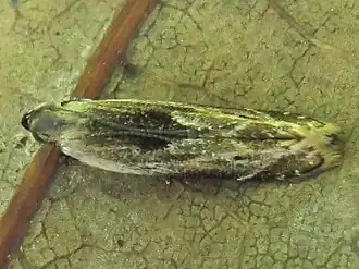 Monochroa gilvolinella