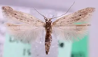 Monochroa niphognatha