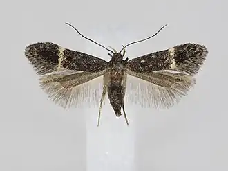 Monochroa sepicolella