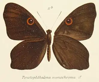 Teratophthalma monochroma