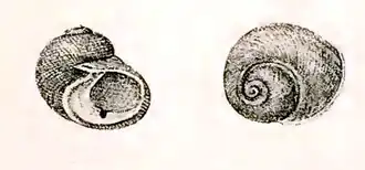 Monodonta neritoides