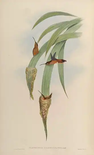 Grijskinheremietkolibrie