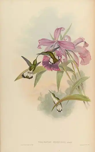 Witstaartsmaragdkolibrie