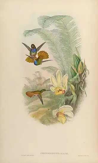 Goudstaartsaffierkolibrie