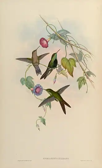 Swainsons smaragdkolibrie