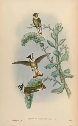 Illustratie uit A monograph of the Trochilidae (1880) van John Gould (ornitholoog).