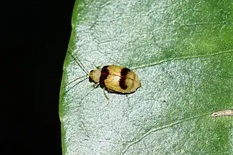 Monolepta bifasciata