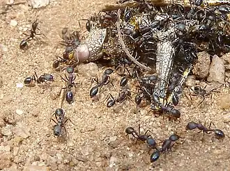 Monomorium albopilosum