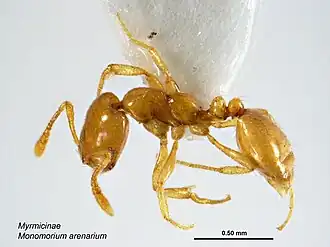 Monomorium arenarium
